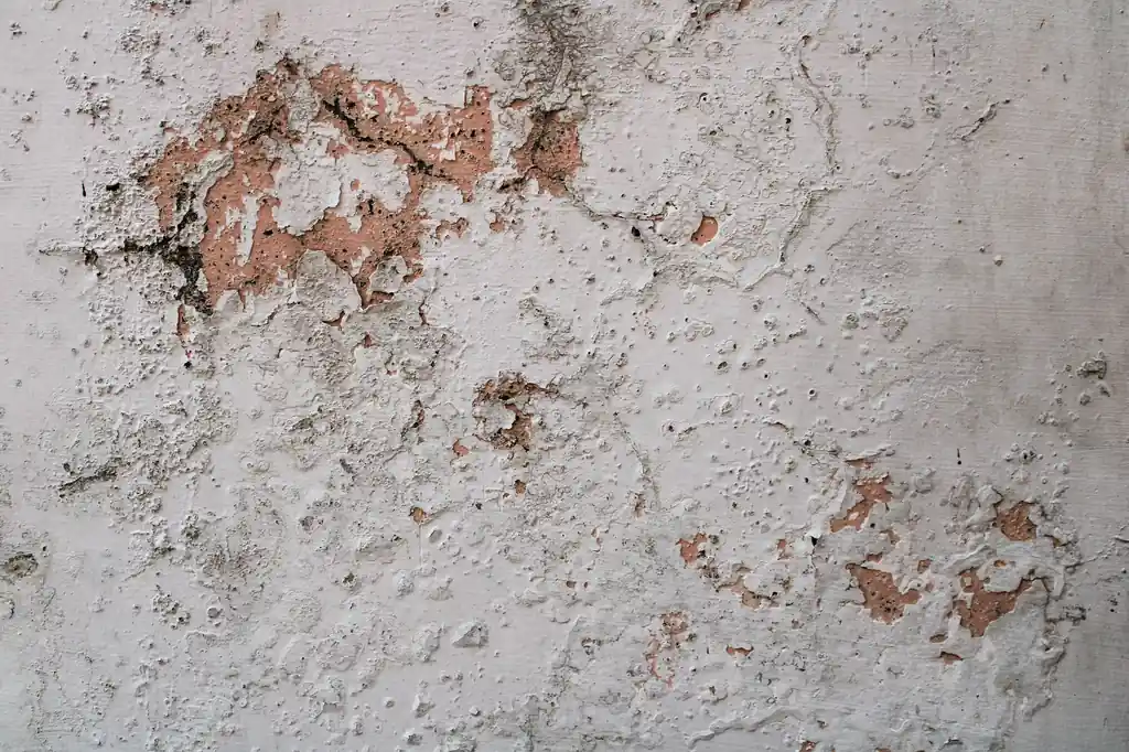 Orlando Mold Guardians