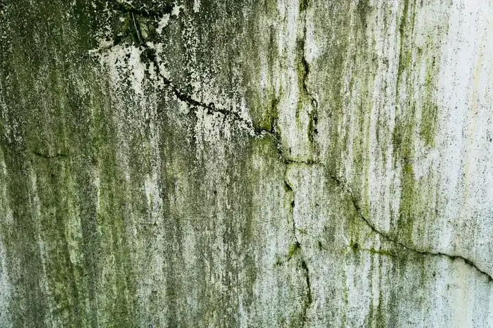 Certified Mold Remediation Orlando FL Technician Remediating Water Damage in Lake Mary FL Home